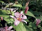 Tricyrtis formosana of Paddelelie, Automne, Enlèvement, Mi-ombre, Plante fixe