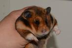 Syrische hamster dame., Animaux & Accessoires, Rongeurs, Domestique, Hamster, Femelle