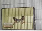 Botvink, Dieren en Toebehoren, Wildzangvogel, Geringd