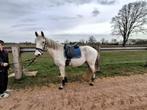 Recreatie paard 10 jaar !Bomproef - Ruin, Dieren en Toebehoren, Paarden, Gechipt, Ruin, 7 tot 10 jaar, Recreatiepaard
