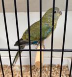 CROUPION ROUGE Femelle 2025, Dieren en Toebehoren, Vrouwelijk, Parkiet, Geringd
