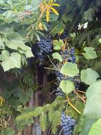 Druiven, Tuin en Terras, Ophalen of Verzenden