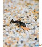 Ancistrussen - Jonge (baby) Ancistrussen (ruitenkuisers)., Dieren en Toebehoren, Vis, Zoetwatervis