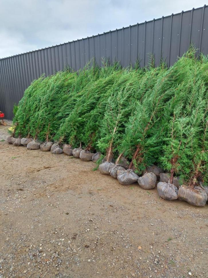 Conifère/épicéa : cyprès de Leylandii (grandes plantes de ha, Jardin & Terrasse, Plantes | Arbustes & Haies, Haie, Conifère, 250 cm ou plus