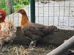 Goudbrakel duo, Dieren en Toebehoren