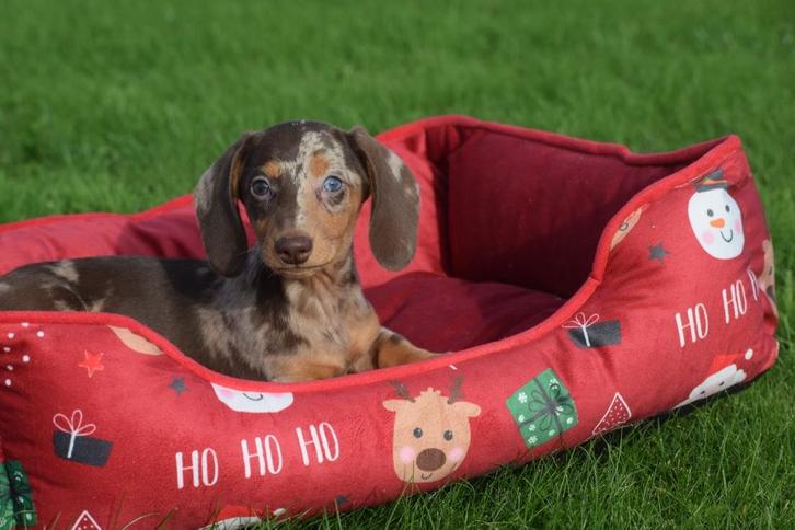 Chiots teckel de belles couleurs, Animaux & Accessoires, Chiens | Teckels & Bassets, Plusieurs animaux, Poils courts, Nain, Éleveur | Professionnel