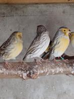 Agaat geel mozaiek kanaries, Dieren en Toebehoren, Vogels | Kanaries