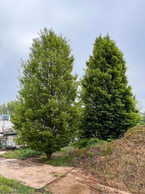 2 grote beukenbomen, Tuin en Terras, Planten | Bomen, Ophalen