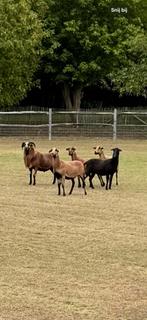 Kudde kameroen schapen, Dieren en Toebehoren, Schapen, Geiten en Varkens, Meerdere dieren, Schaap