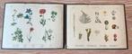 2 antieke hardboard schoolplaten Botanique, Antiquités & Art, Antiquités | Cartes scolaires, Enlèvement ou Envoi