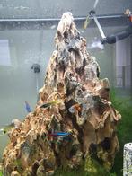 Guppy mix, Dieren en Toebehoren, Vissen | Aquariumvissen, Vis, Zoetwatervis