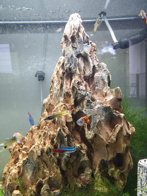 Guppy mix, Dieren en Toebehoren, Vissen | Aquariumvissen, Zoetwatervis, Vis