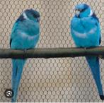 Barnard parkiet pop gezocht, Dieren en Toebehoren, Parkiet