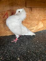 Sierduif mokke, Dieren en Toebehoren, Vogels | Duiven, Vrouwelijk, Overige soorten