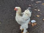 jonge columbia Brahma haan, Dieren en Toebehoren, Pluimvee, Mannelijk, Kip