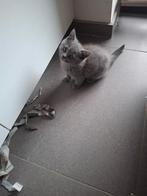 Brits korthaar kitten, Dieren en Toebehoren, Katten en Kittens | Raskatten | Korthaar, Kater, Gechipt, 0 tot 2 jaar