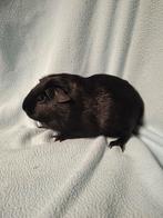 Gladhaar zwart beertje, Mannelijk, Cavia, Tam