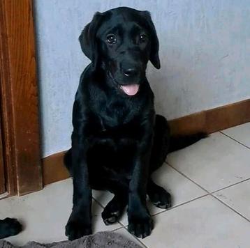 Doux chiot labrador femelle à la ferme, parents présents, Chienne, Belgique, Labrador retriever, 8 à 15 semaines