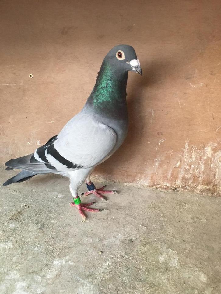 Mooie duiver voor de zware halve fond, Dieren en Toebehoren, Vogels | Duiven
