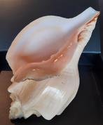 Schelp: Turbinellidae: Turbinella angulata XL, Ophalen of Verzenden