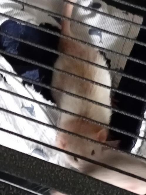 Tamme ratjes, Dieren en Toebehoren, Knaagdieren, Mannelijk, Rat, Tam