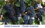 DRUIVELAARS oa 'Saint-Laurent', in Pot, Maat 1 Meter, 12€/st, Vaste plant, Fruitplanten, Ophalen of Verzenden, Lente