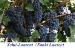 DRUIVELAARS oa 'Saint-Laurent', in Pot, Maat 1 Meter, 12€/st, Tuin en Terras, Planten | Tuinplanten, Ophalen of Verzenden, Lente