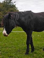 Ijslander ruin, Dieren en Toebehoren, Pony's, Ruin, C pony (1.27m tot 1.37m), Gechipt, 7 tot 10 jaar