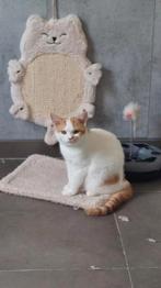 BRITSE KORTHAAR KITTEN met STAMBOOM, Dieren en Toebehoren, Gechipt, 0 tot 2 jaar
