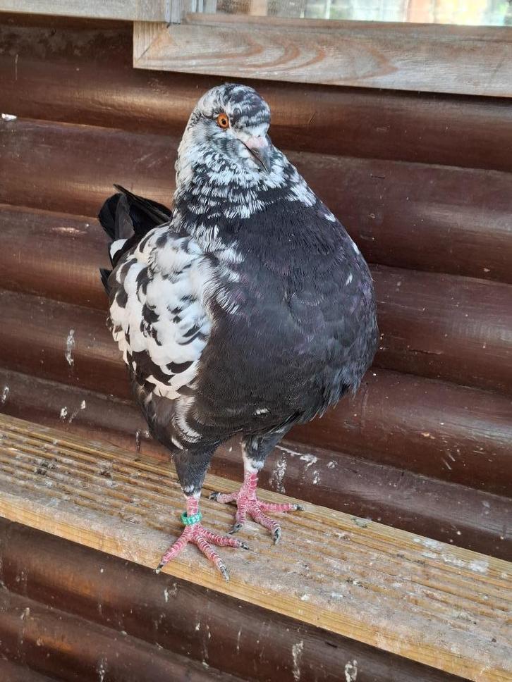 KING duiven, Dieren en Toebehoren, Vogels | Duiven, Overige soorten, Meerdere dieren