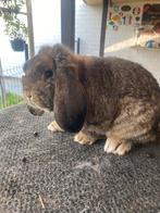 Duitse hangoor konijn, Dieren en Toebehoren, Hangoor