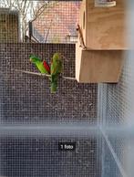 koppel bloedvleugelparkiet, Dieren en Toebehoren, Vogels | Parkieten en Papegaaien