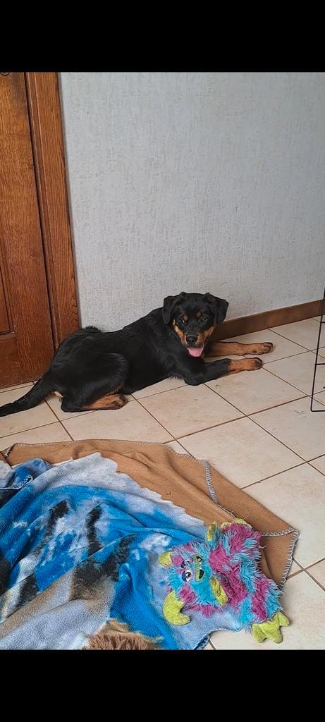 Prachtige Labrottie pup reutje 4 maand, ouders aanwezig, Dieren en Toebehoren, Honden | Bulldogs, Pinschers en Molossers, Reu