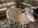 Dekram te koop, Dieren en Toebehoren, Schapen, Geiten en Varkens, Mannelijk, Schaap, 0 tot 2 jaar