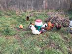 Vorwerk haan, Dieren en Toebehoren, Pluimvee