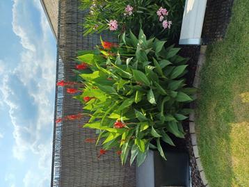 Canna indica rode bloemen 1.80m hoog beschikbaar voor biedingen