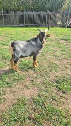 mini bokje ter beschikking., Dieren en Toebehoren, Schapen, Geiten en Varkens