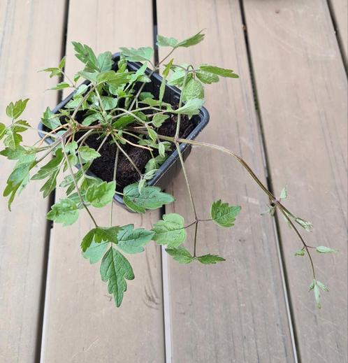 Bosrank  Clematis vitalba, Tuin en Terras, Planten | Tuinplanten, Ophalen
