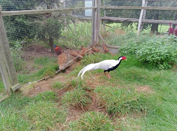 Faisans argentés, Dieren en Toebehoren, Vogels | Hokken en Kooien, Ophalen of Verzenden