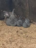 Vlaamse reuzen 8 weken kleur blauw, Dieren en Toebehoren, Konijnen