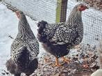 Jonge Wyandottehen te koop, Dieren en Toebehoren, Pluimvee, Vrouwelijk, Kip