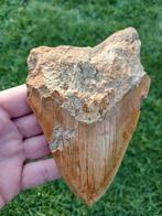 Grand fossile de dent de requin Megalodon, Collections, Enlèvement ou Envoi, Fossile