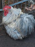 Cochin kriel hanen 2025 krul glad zijdeveer, Dieren en Toebehoren, Pluimvee, Mannelijk, Kip