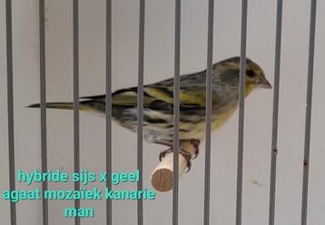 hybriden sijs maal kanarie disponible aux enchères