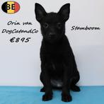 Schipperke - Orin Van DogCatandCo (pedigree), Animaux & Accessoires, Chiens | Bergers & Bouviers, 15 semaines à 1 an, Commerçant