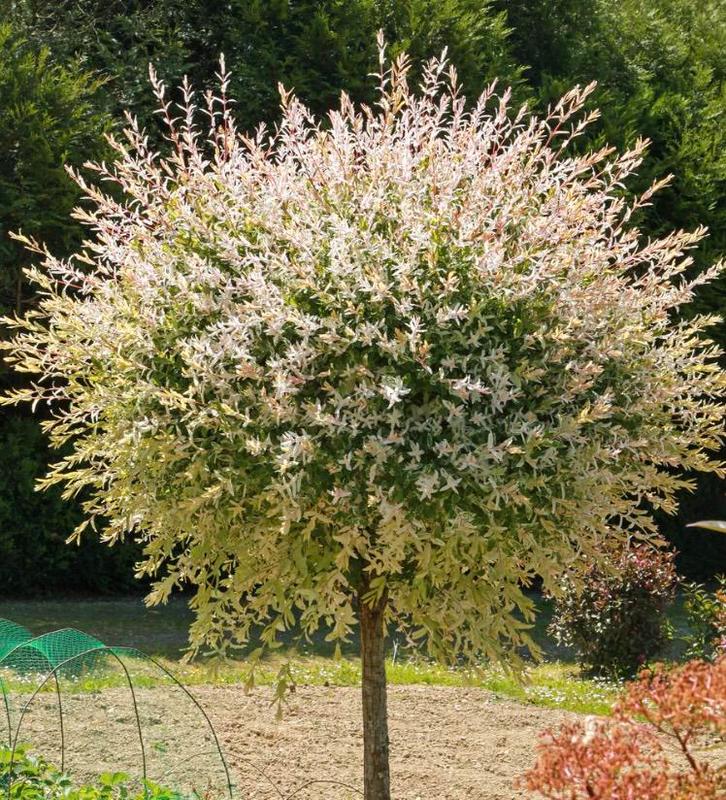 Salix integra Hakuro Nishiki, Tuin en Terras, Planten | Bomen, Zomer, Ophalen