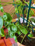 Pilea peperomioides, Maison & Meubles, Plantes d'intérieur, Enlèvement