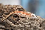 Gargoyle gekko man, Dieren en Toebehoren, Reptielen en Amfibieën