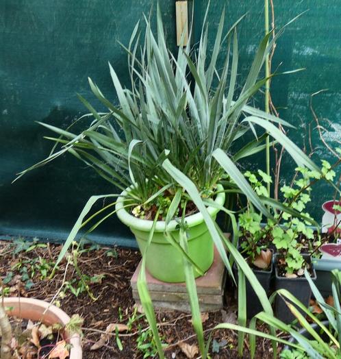Yucca dans un joli pot vert rond - Belle plante, Tuin en Terras, Planten | Struiken en Hagen, Struik, Overige soorten, 100 tot 250 cm