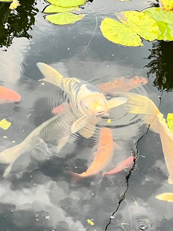 Koi, wit-zwart gevlekt, Carpe ou Koï